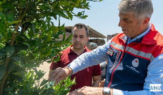 Turunçgil Unlu Bitine Karşı, Biyolojik Mücadele: Faydalı Böcek Salımı Yapıldı