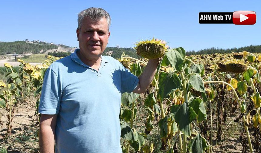 Çiftçi Bekliyor: Ayçiçeği Yağı En Az Kaç Lira Olmalı?