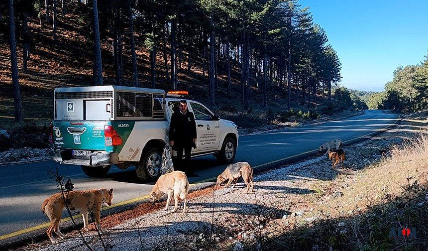 Osmaniye'de Sokak Hayvanları Kış Soğuğunda da Unutulmadı