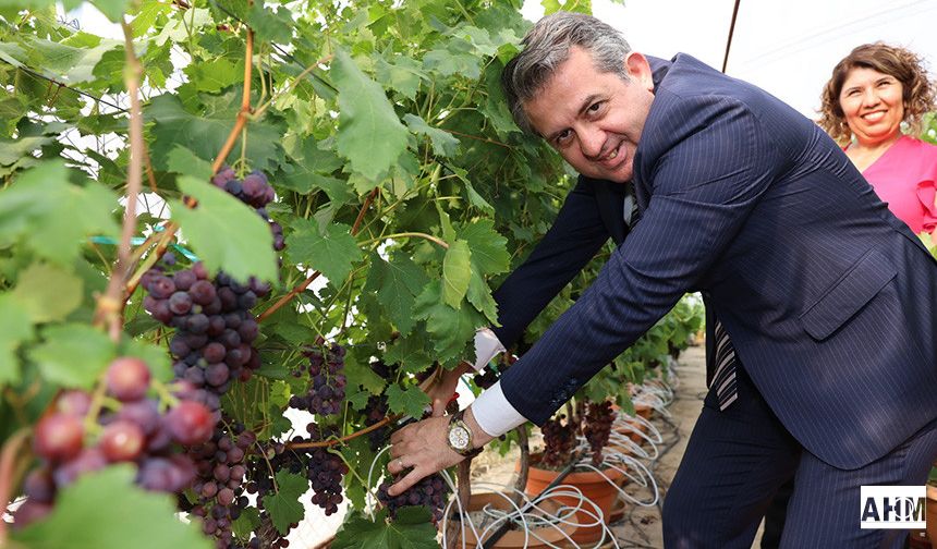 ÇÜ'de Topraksız Kültürde Üzüm ve Maviyemiş Hasadı Gerçekleştirildi