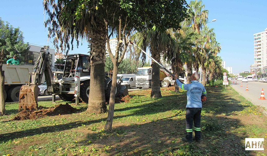 Çalışmalarda Sökülen Ağaçlar Fidanlıklara Ya Da Başka Noktalara Dikiliyor