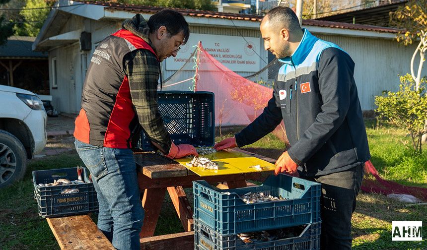 Adana’da Balon Balığıyla Mücadele Başladı: 2026 Alımları Karataş’ta Sürüyor