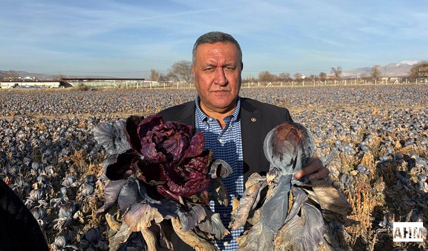 Gürer “Kara Lahana Tarlada Kaldı, Markette Fiyatı Katladı”