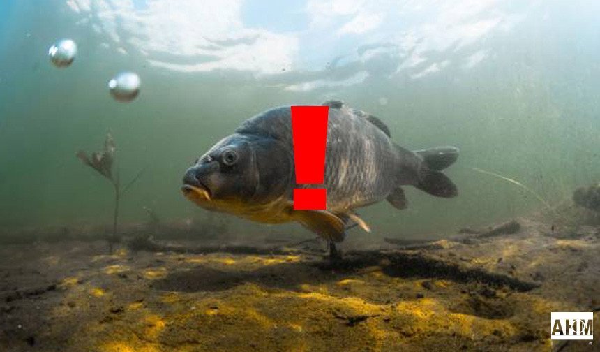 Akdeniz’de Balık Avı Yasağı Başladı: 15 Nisan – 15 Eylül Arası Geçerli