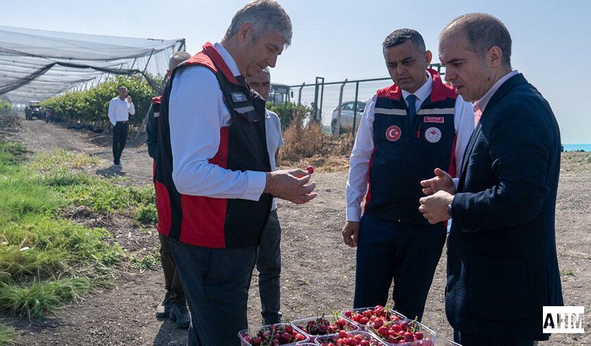 Adana’da Royal Tiago Kiraz Hasadı Yerinde İncelendi