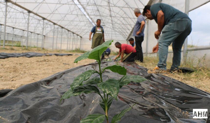 Adana’da Kahve Üretimi İçin İlk Adım Atıldı