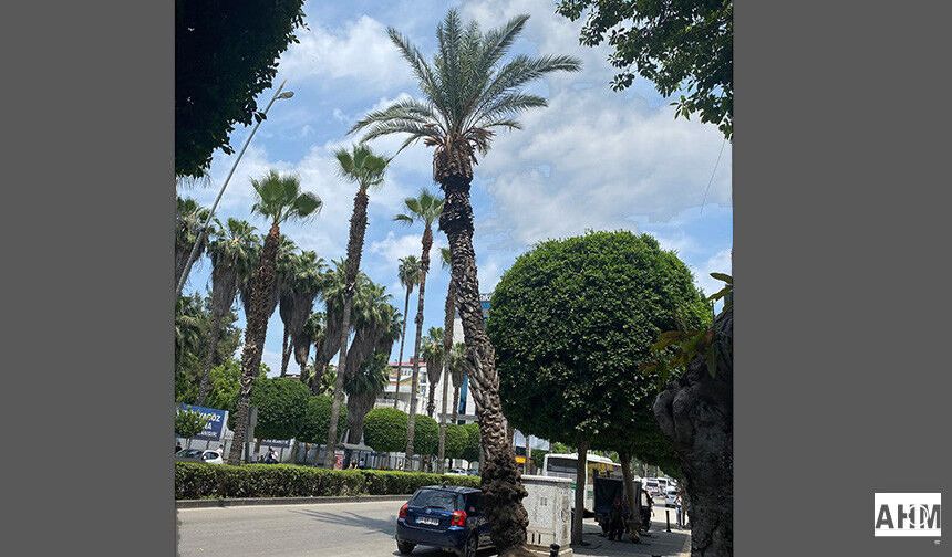 Atatürk Caddesi’nde Tehlike Saçan Ağaç: Vatandaşlar Önlem Bekliyor