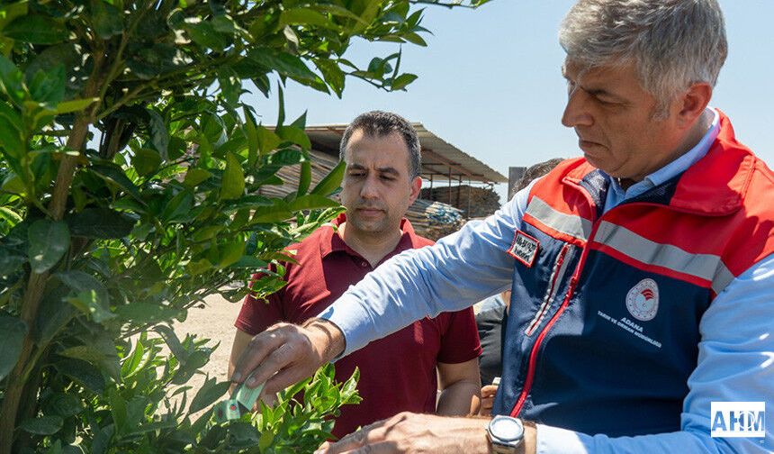 Turunçgil Unlu Bitine Karşı, Biyolojik Mücadele: Faydalı Böcek Salımı Yapıldı